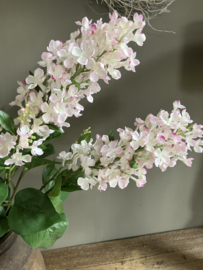 Sering wit/roze