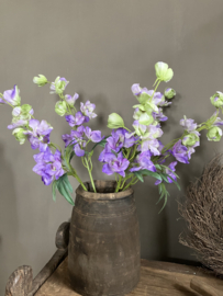 Delphinium paars 50cm.