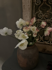 Helleborus roze