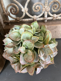 Hortensia bol 15cm