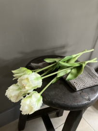 Kunst parrot, papagaai tulpen, wit