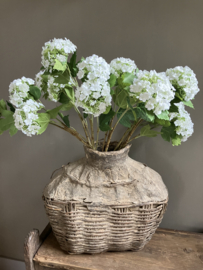 Viburnum white