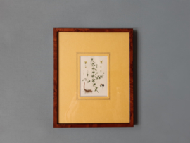 Twee vintage botanische prenten met  lijst
