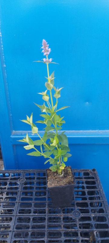 Agastache 'Blue Fortune' Dropplant