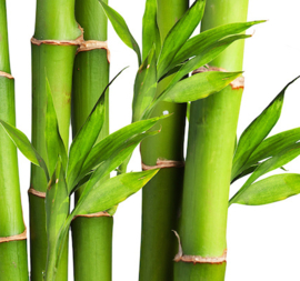 Bamboo Forest