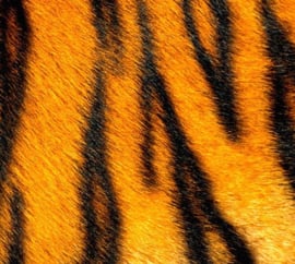 African tiger