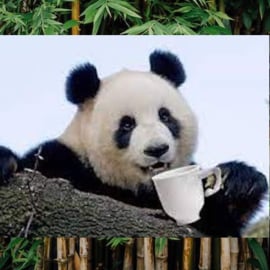 Bamboo Fresh Panda
