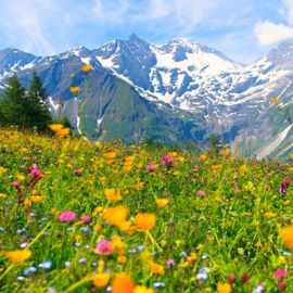Alpenkruiden