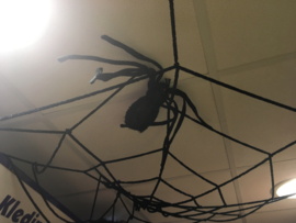 Spin in een web