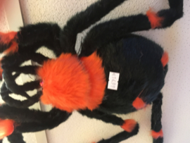 Oranje zwarte spin