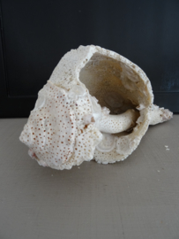 Grote schelp - VERKOCHT