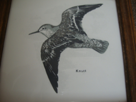 Tegel vogel Knutt Kanoet Kanoetstrandloper - VERKOCHT