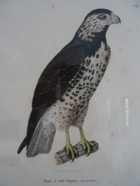 Ets - prent - roofvogel - Buizerd - VERKOCHT
