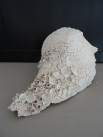 Grote schelp - VERKOCHT