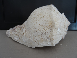 Grote schelp - VERKOCHT