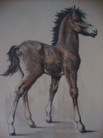 Schilderij pony / paard - VERKOCHT