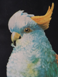 Vintage prent Halford Ross - Papegaai - VERKOCHT