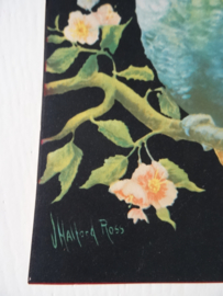 Vintage prent Halford Ross - Papegaai - VERKOCHT