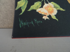 Vintage prent Halford Ross - Papegaai - VERKOCHT