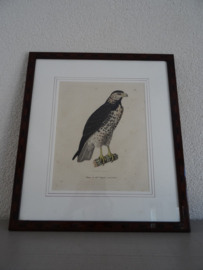 Ets - prent - roofvogel - Buizerd - VERKOCHT