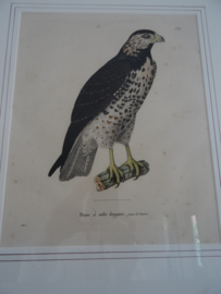 Ets - prent - roofvogel - Buizerd - VERKOCHT