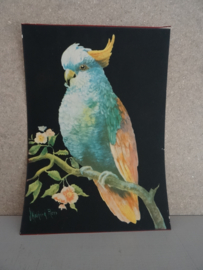 Vintage prent Halford Ross - Papegaai - VERKOCHT