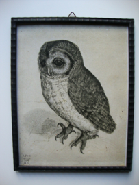 Oude prent uil - VERKOCHT