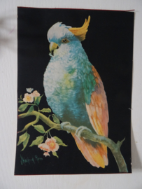 Vintage prent Halford Ross - Papegaai - VERKOCHT