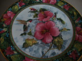 Wandbord Kolibri - The imperial Hummingbird - VERKOCHT