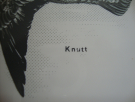 Tegel vogel Knutt Kanoet Kanoetstrandloper - VERKOCHT