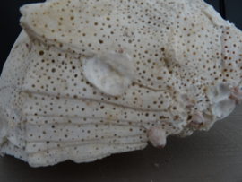 Grote schelp - VERKOCHT