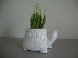 Bloempotje schildpad - VERKOCHT