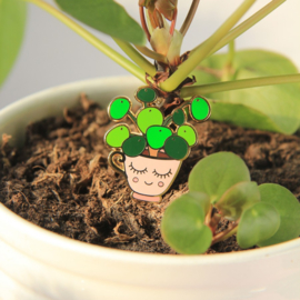 pin - pilea