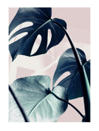 AW poster A4 - baja monstera