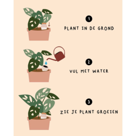 Plant waterdruppelaar 'Olla'  - Brut