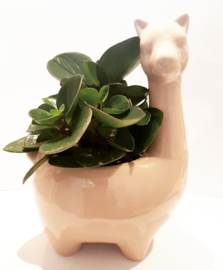 Alpaca plantenpot - grijs of roze