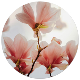 tuincirkel - roze magnolia - 20 cm