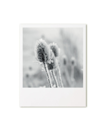 Retroprint poster 20x25cm - distel