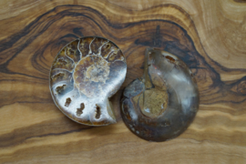 ammonite pair 4 cm brown