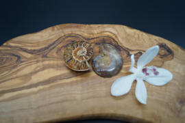 ammonite pair 4 cm brown