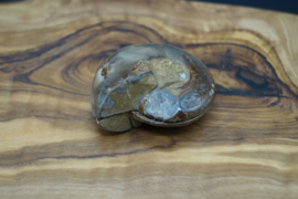 ammonite pair 4 cm brown