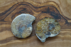 ammonite pair 4cm gray