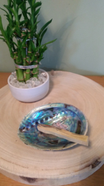 Abalone shell