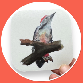 Vogel Onderzetter - Middelste bonte specht