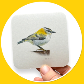 Vogel onderrzetter - vuurgoudhaantje in aquarel