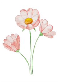 Roze cosmos - kaart