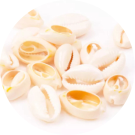 Cowrie/kauri schelp – naturel (ca. 17×12 mm) – set van 5