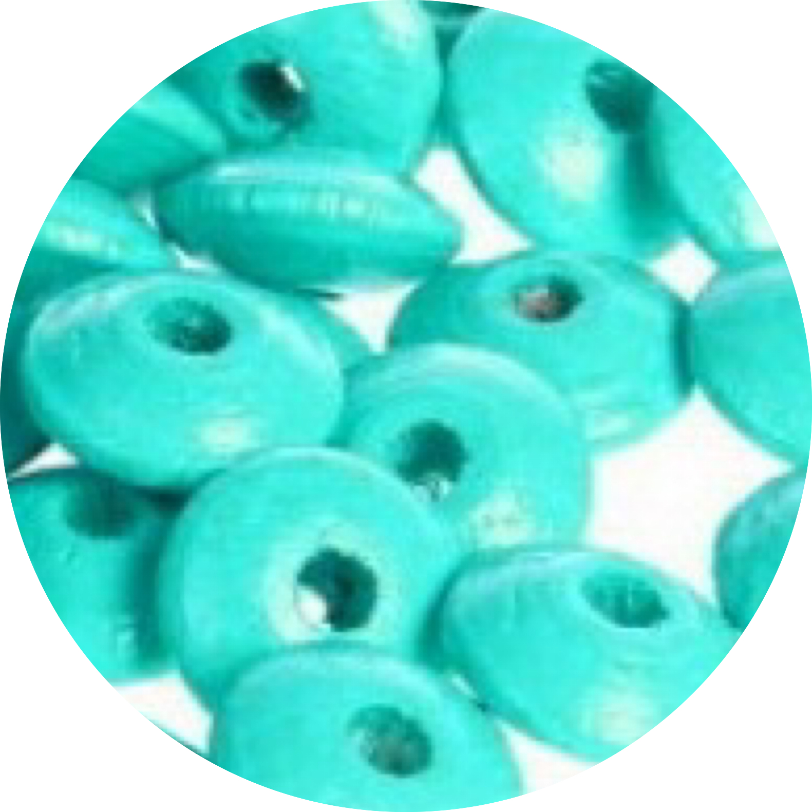 Kralen hout disc donkerturquoise 25st