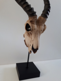 Afrikaanse springbok schedel op standaard