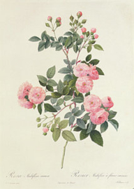 Rosa Multiflora